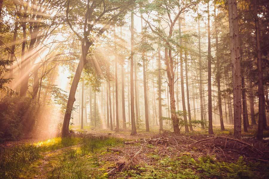 体育赛事直播实时数据展示了解深