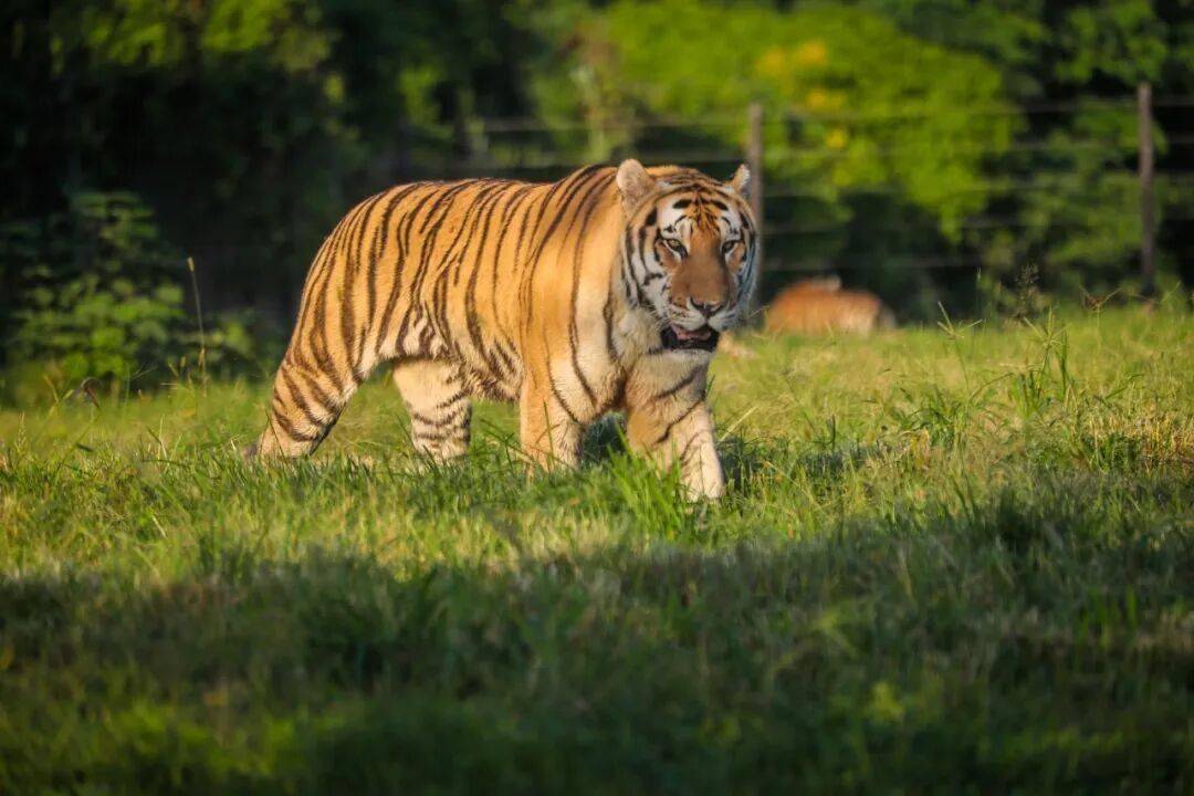 黄金秋日，解锁猛兽“名场面”！