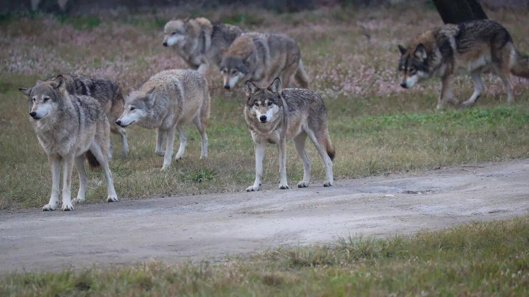 黄金秋日，解锁猛兽“名场面”！