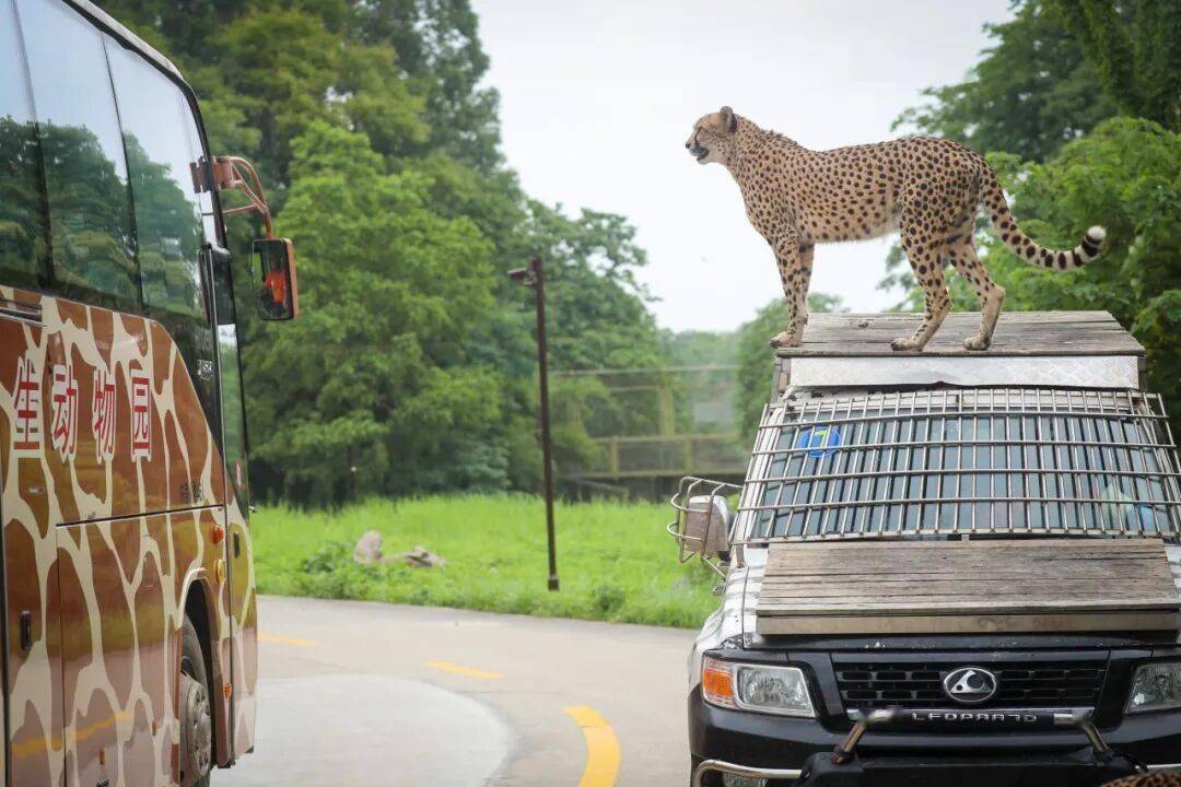 黄金秋日，解锁猛兽“名场面”！